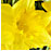 birFlow_daffodil_tn 2 birFlow_daffodil_tn 2