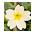 flower2 flower2
